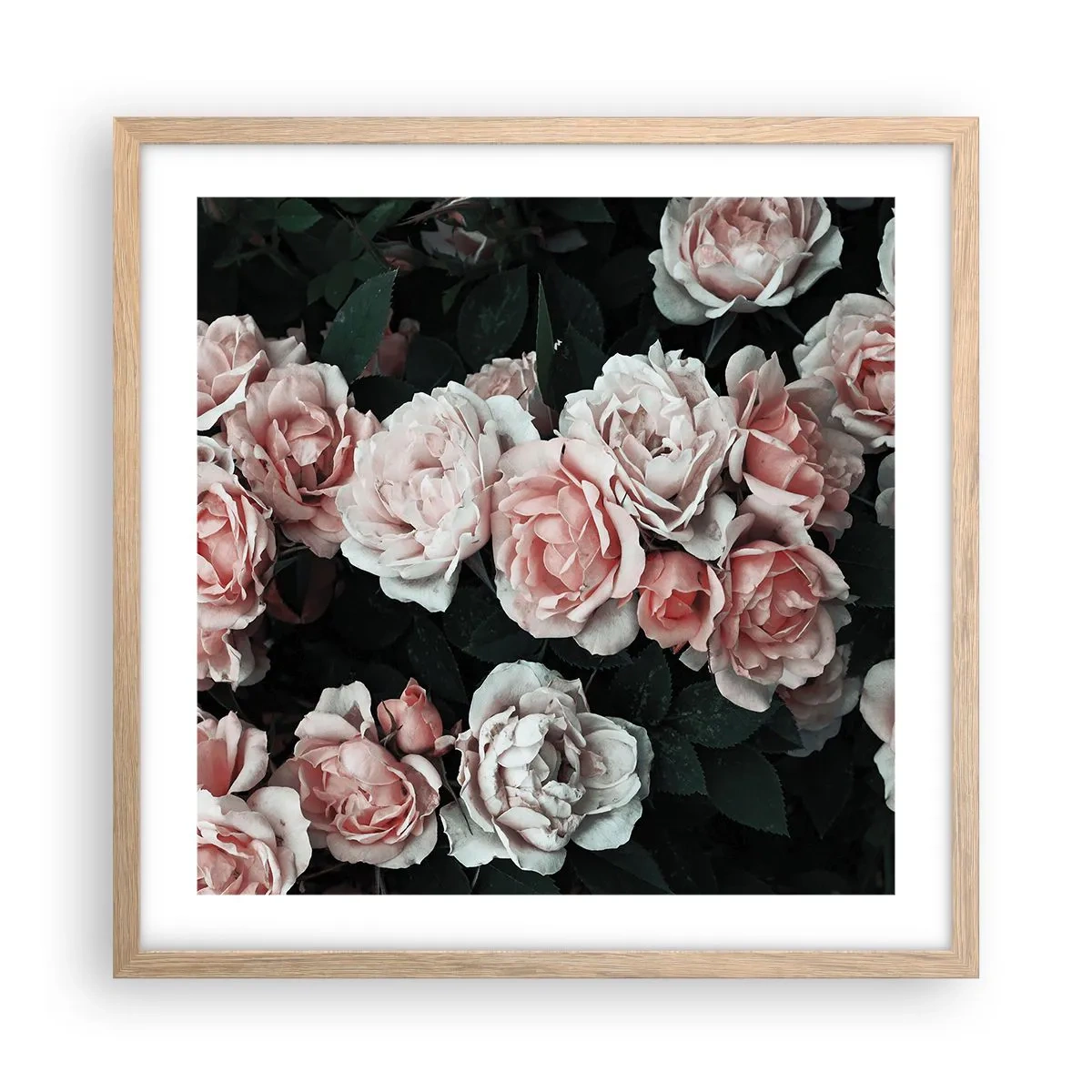 Plakat w ramie jasny dąb - Różany ansamble - 50x50 cm