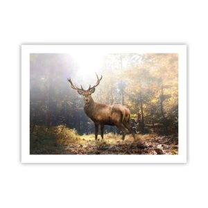 Plakat - W pełnym majestacie - 70x50 cm