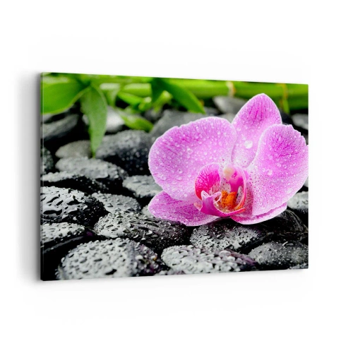 Obraz na płótnie - Różowa orchidea na mokrych czarnych kamieniach z zielonymi liśćmi - 100x70cm - Jak otwarte serce - Nowoczesna dekoracja ścienna do salonu, kuchni i sypialni ARTTOR