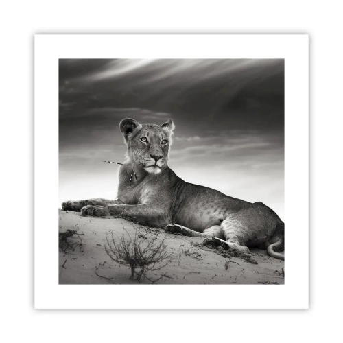 Plakat - Odpoczynek królowej pustyni - 40x40 cm