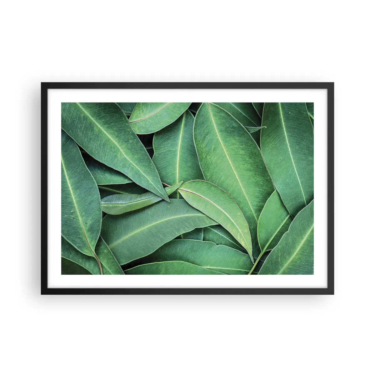 Plakat w czarnej ramie - Zbliżenie na zielone liście tworzące naturalny wzór - 70x50cm - Soczyste i świeże - Nowoczesna dekoracja ścienna do salonu i sypialni ARTTOR