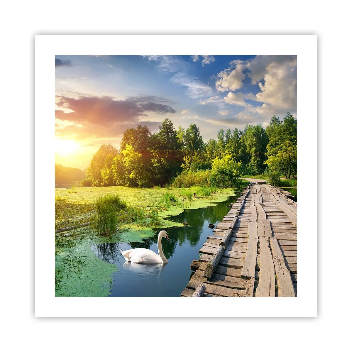 Plakat - Lato, lato wszędzie - 50x50 cm