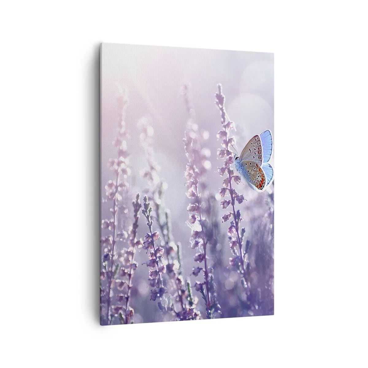 Obraz na płótnie - Motyl na kwitnącej lawendzie w świetle poranka - 70x100cm - Pocałunek motyla - Nowoczesna dekoracja ścienna do salonu i sypialni ARTTOR