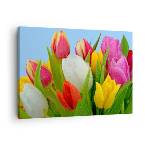 Obraz na płótnie - Kolorowe tulipany pokryte kroplami rosy na błękitnym tle - 70x50cm - Kwiatowa tęcza w kroplach rosy - Nowoczesna dekoracja ścienna do salonu i sypialni ARTTOR