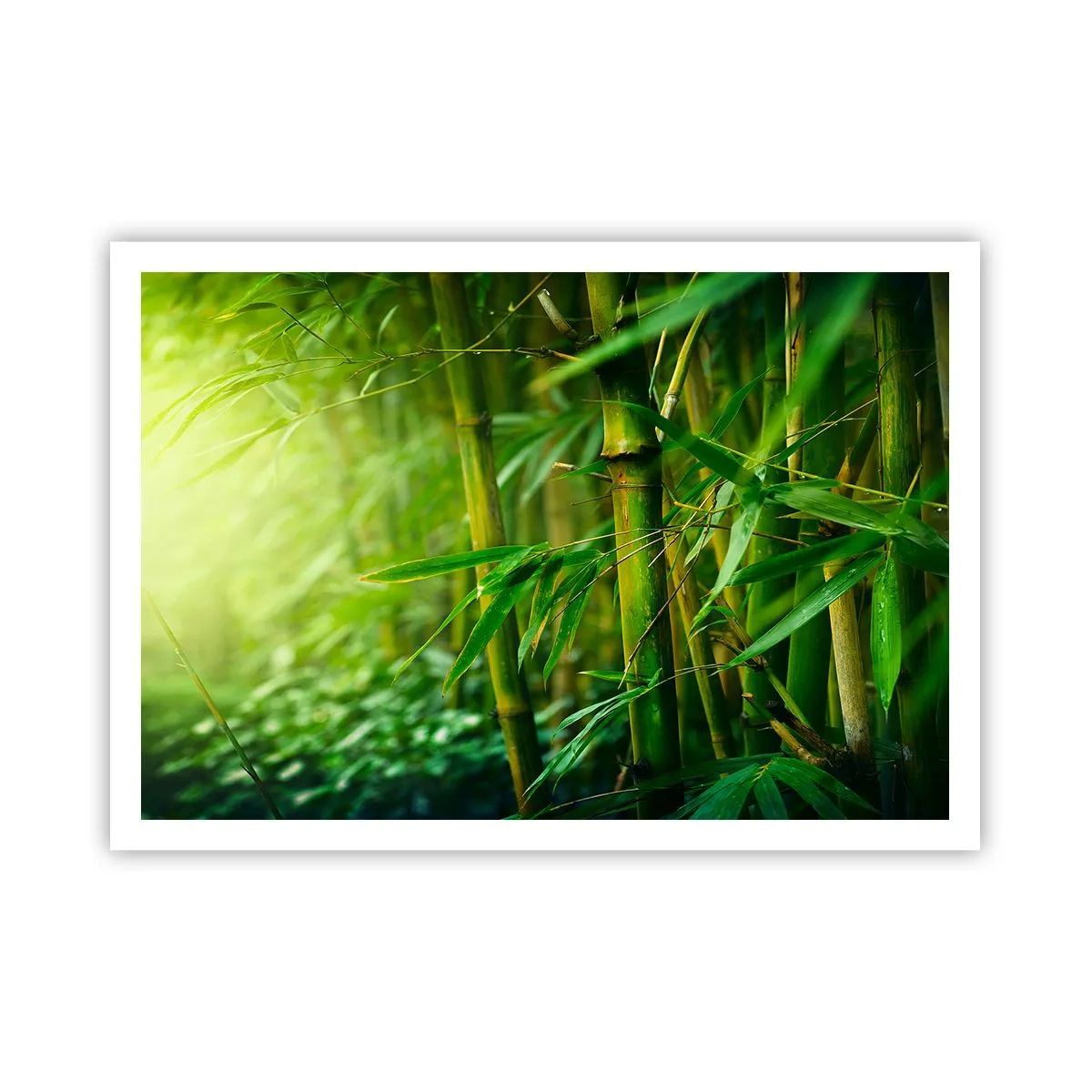 Plakat - Zielony bambusowy las w delikatnym świetle - 100x70cm - Poznać zieleń samą w sobie - Nowoczesna dekoracja ścienna do salonu i sypialni ARTTOR