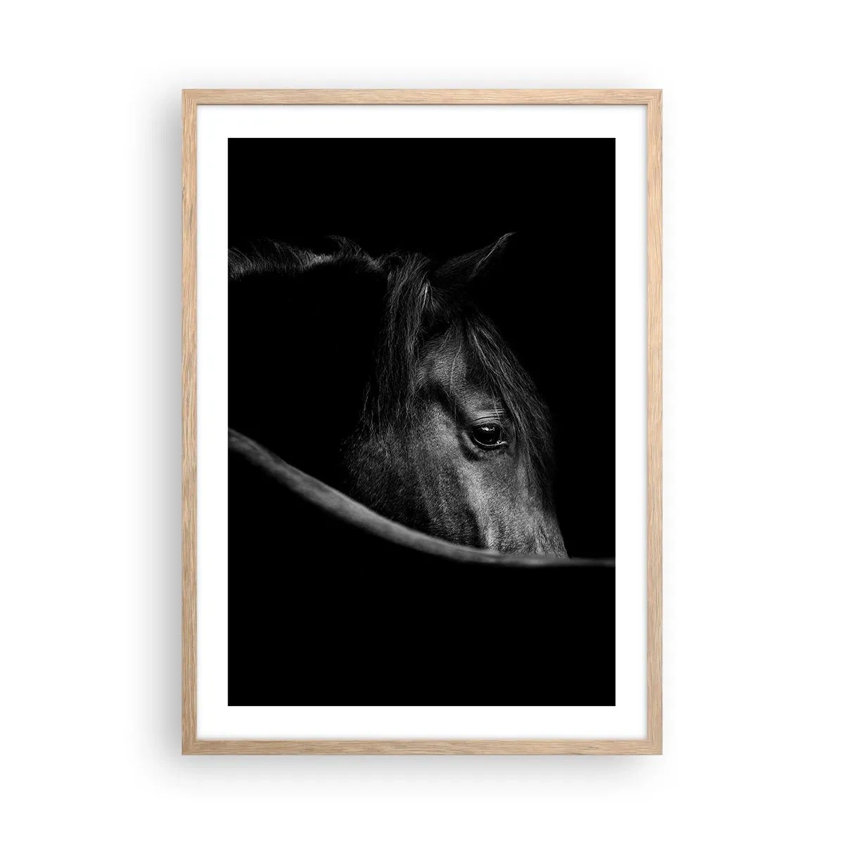 Plakat w ramie jasny dąb - Czarny książę - 50x70 cm