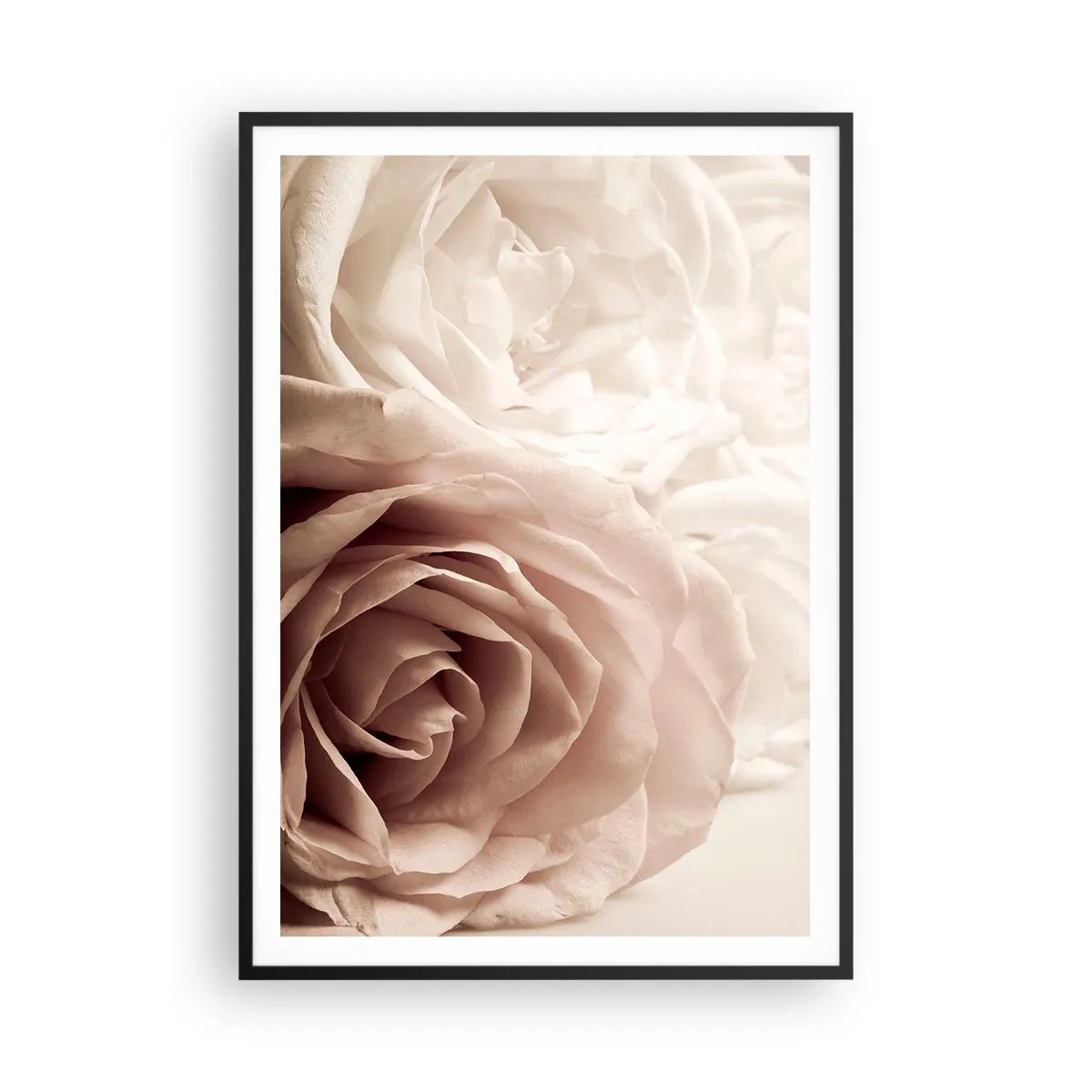 Plakat w czarnej ramie - W sercu róży - 70x100 cm