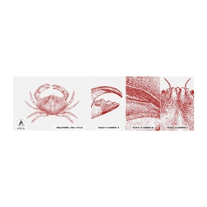 Fototapeta Próbka Samoprzylepna Deluxe Sticker - Krab nad kraby - Krab, Owoce Morza, Skorupiak - 100x30 cm