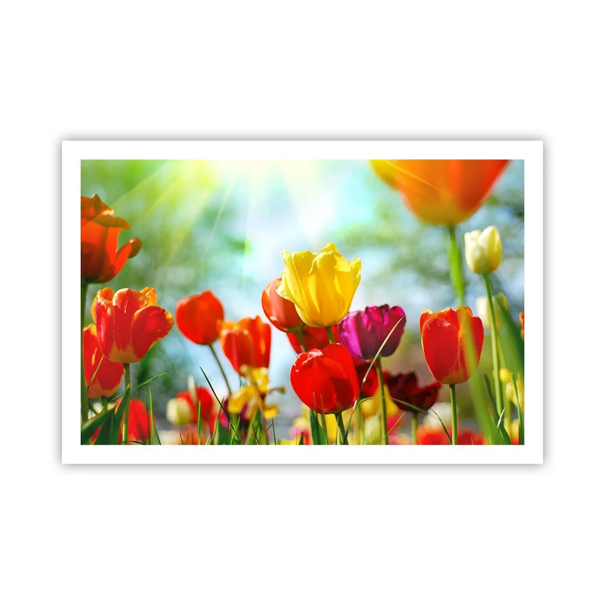 Plakat - Wszystkie barwy słońca - 91x61 cm