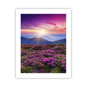 Plakat - Ziół zapachniały świeże pęki od niw - 40x50 cm