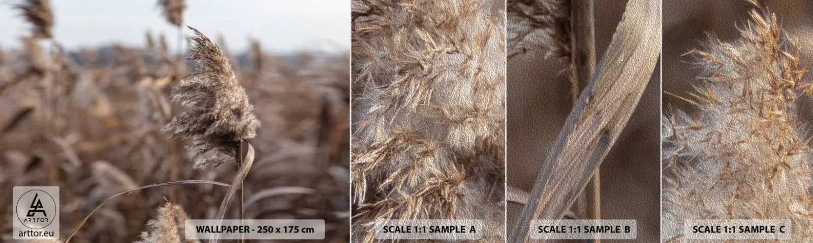 Fototapeta Próbka Premium Sand - Czas odlecieć z wiatrem - Łąka, Trawa Pampasowa, Natura - 100x30 cm