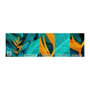 Fototapeta Próbka Premium Sand - Kwiat Edenu - Strelicja Królewska, Kwiat, Afryka - 100x30 cm