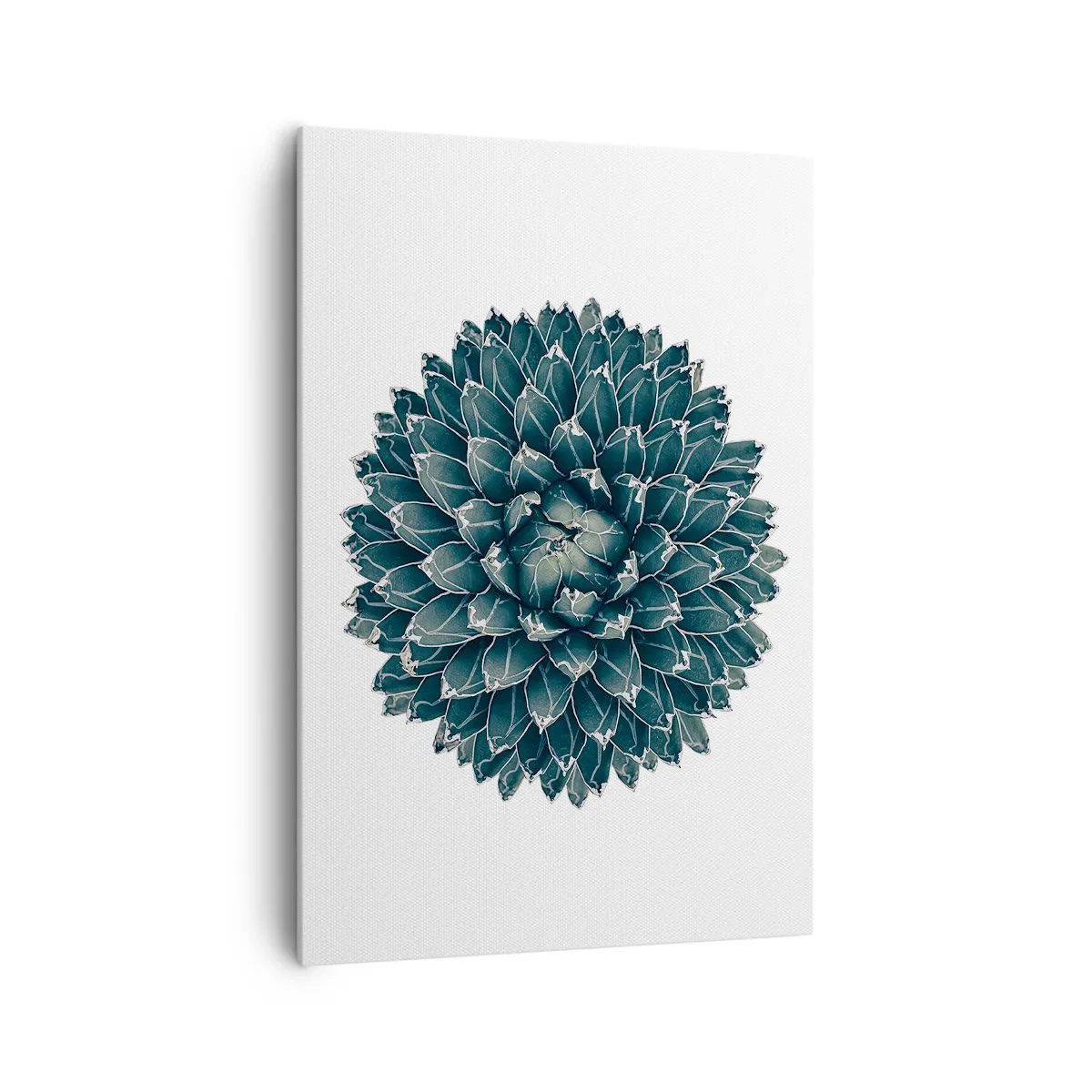 Obraz na płótnie - Symetryczna roślina sukulenta na białym tle - 70x100cm - Gwiazda pustyni - Nowoczesna dekoracja ścienna do salonu i sypialni ARTTOR