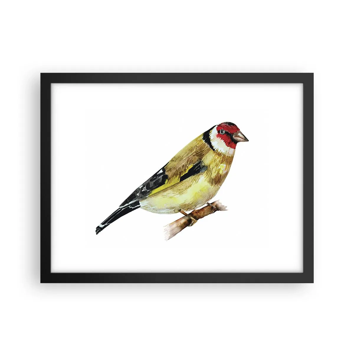 Plakat w czarnej ramie - Ptasi portret - 40x30 cm