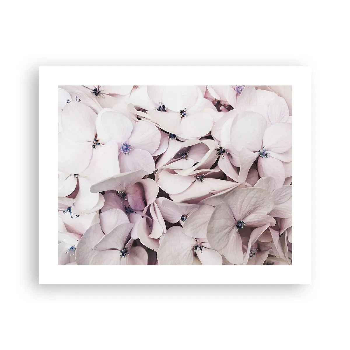 Plakat - W powodzi kwiatów - 50x40 cm