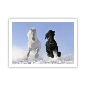 Plakat - Czarno-biały galop - 70x50 cm