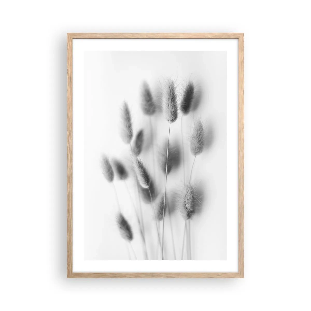 Plakat w ramie jasny dąb - Jej puszystość trawa - 50x70 cm