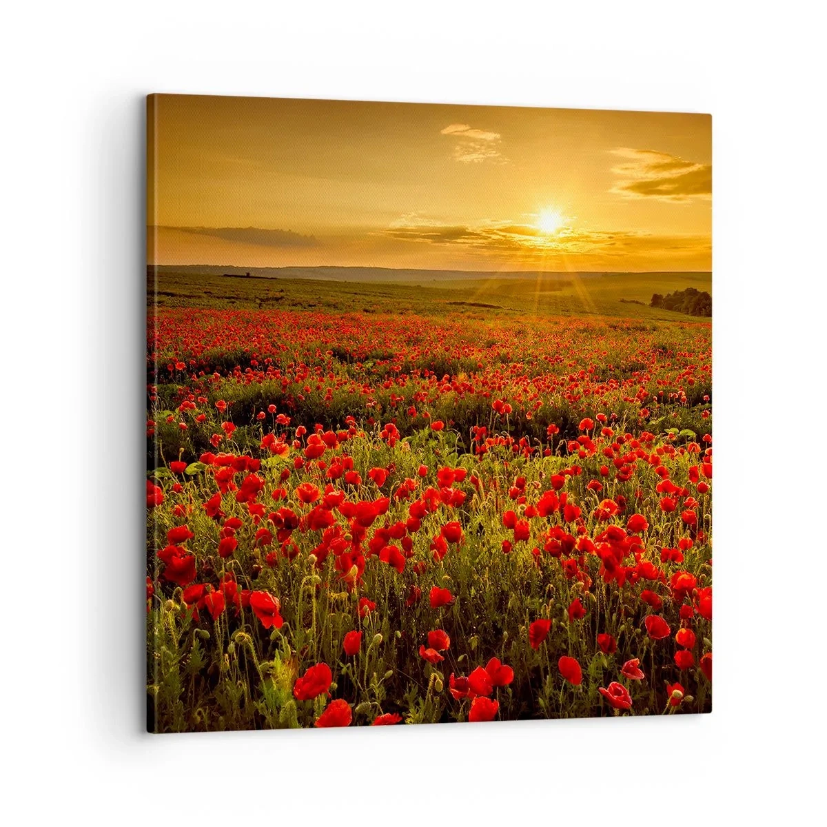 Obraz na płótnie - Wśród fali łąk szumiących, wśród kwiatów powodzi - 60x60 cm