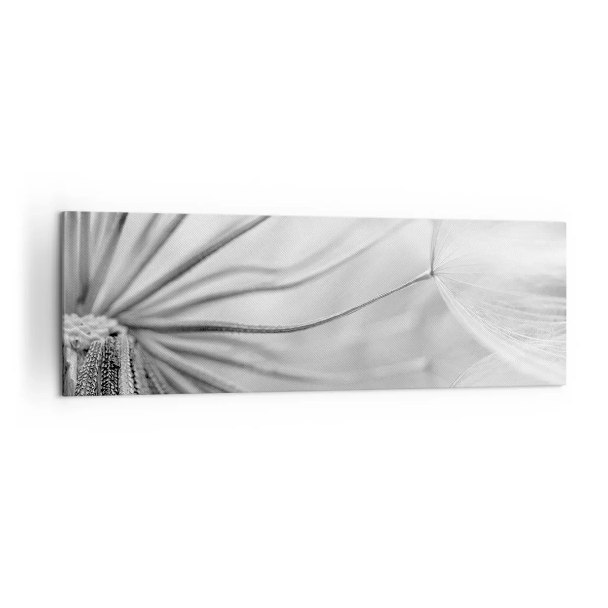 Obraz na płótnie - Delikatne dmuchawce w czarno-białej tonacji - 160x50cm - Dmuchawce, latawce - Nowoczesna dekoracja ścienna do salonu i sypialni ARTTOR