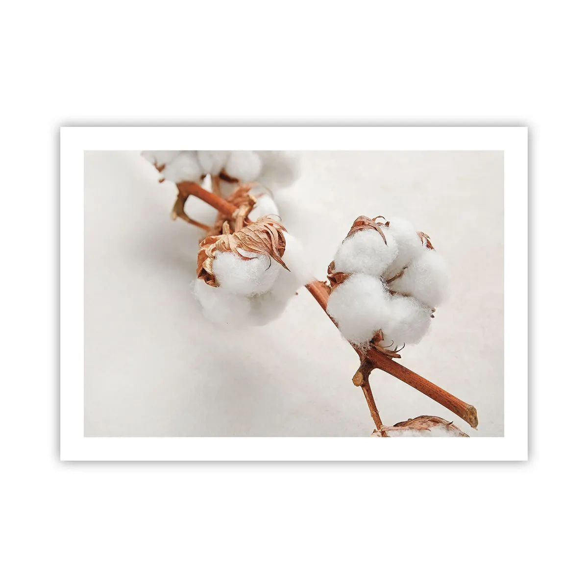 Plakat - Tylko tulić - 70x50 cm