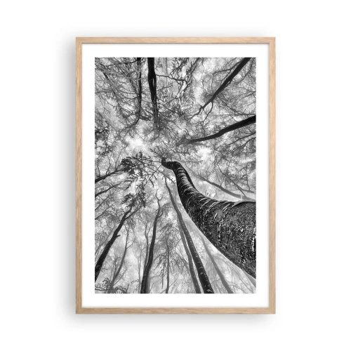 Plakat w ramie jasny dąb - Wyścig do światła - 50x70 cm