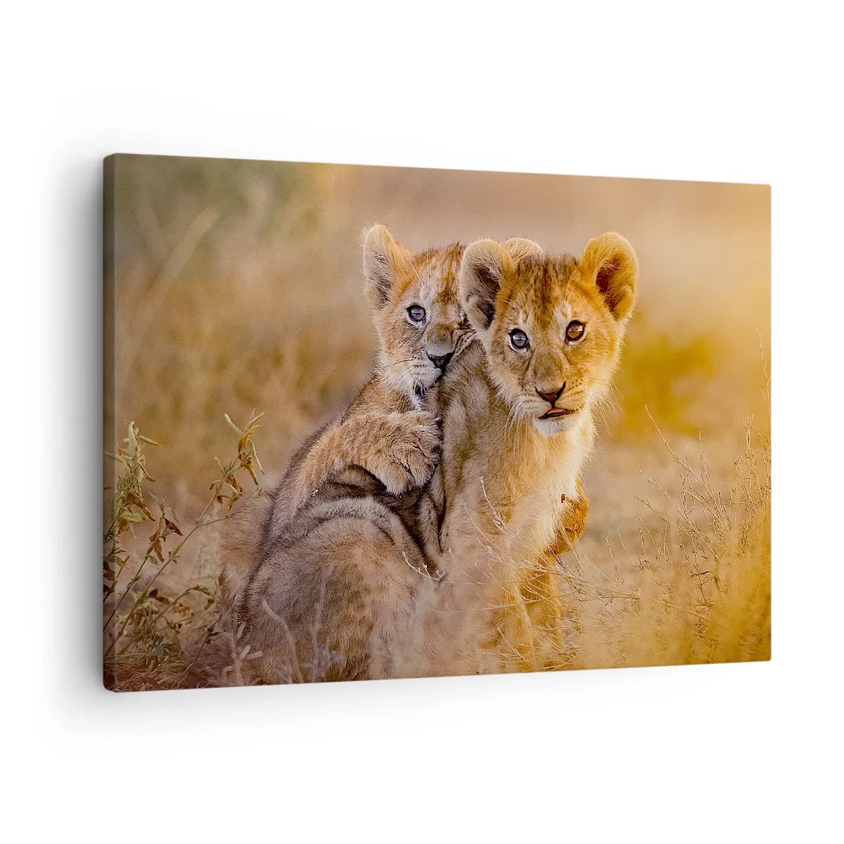 Obraz na płótnie - Urocze lwiątka w naturalnym otoczeniu - 70x50cm - Nie przeszkadzać! Bawimy się - Nowoczesna dekoracja ścienna do salonu i sypialni ARTTOR
