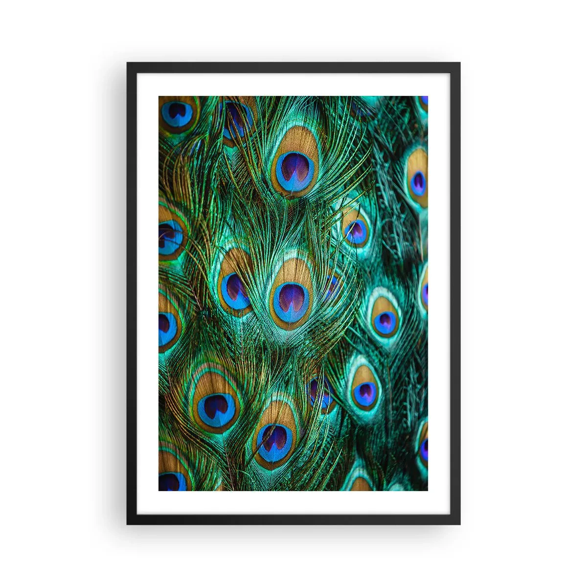 Plakat w czarnej ramie - Pióra pawia w intensywnych barwach - 50x70cm - Pawiookie spojrzenie - Nowoczesna dekoracja ścienna do salonu i sypialni ARTTOR