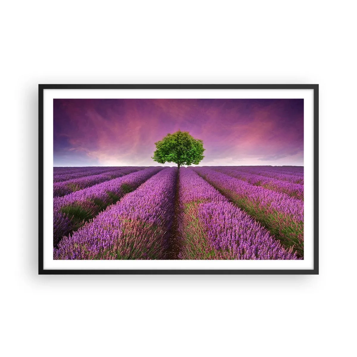 Plakat w czarnej ramie - Na lawendowych polach - 91x61 cm
