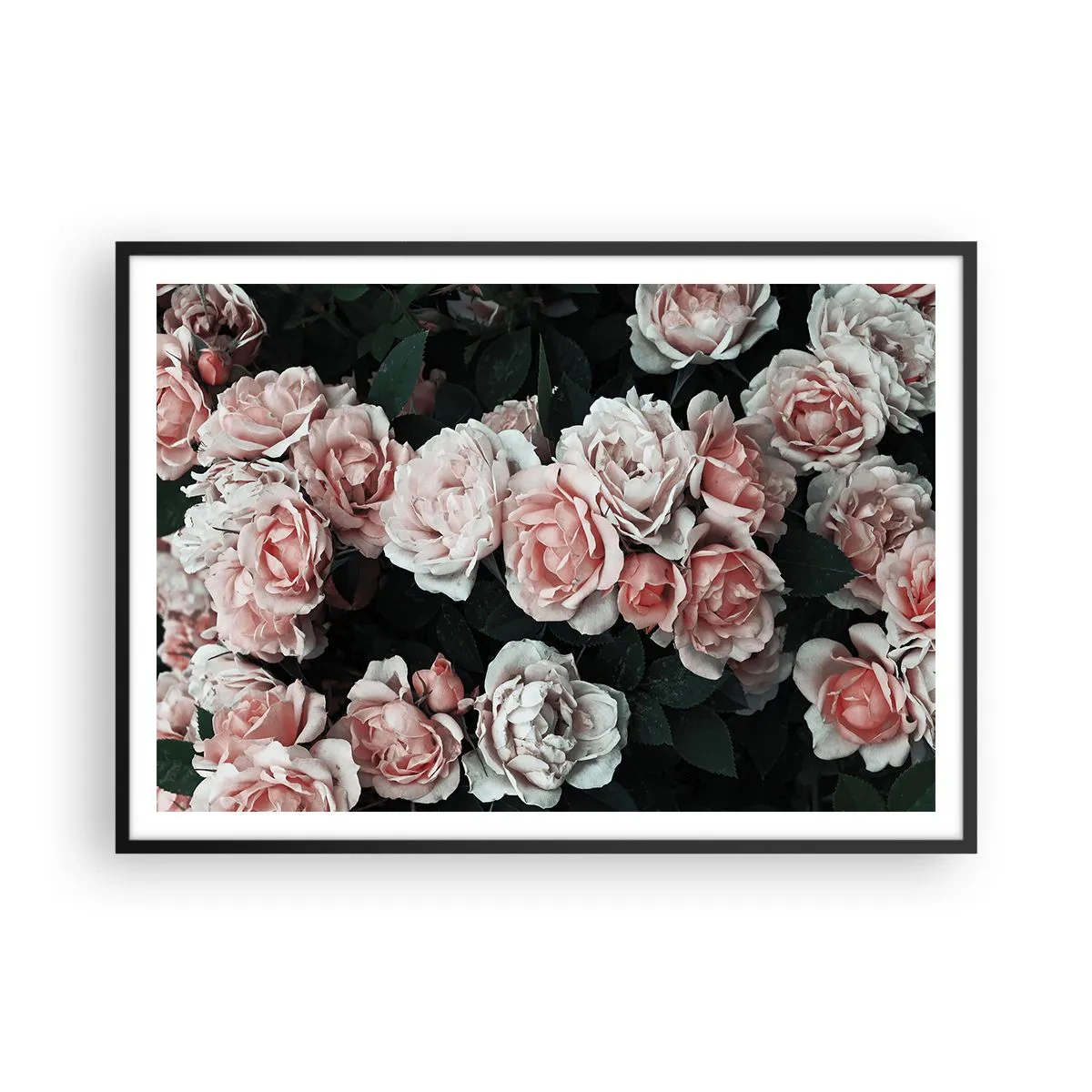 Plakat w czarnej ramie - Różowe róże na ciemnym tle w subtelnej kompozycji - 100x70cm - Różany ansamble - Nowoczesna dekoracja ścienna do salonu i sypialni ARTTOR