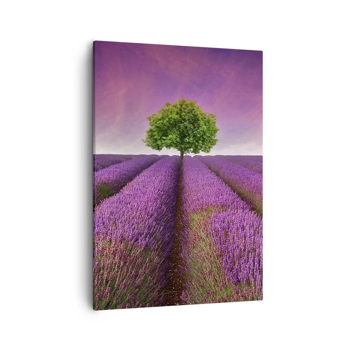 Obraz na płótnie - Pole lawendy z samotnym drzewem na horyzoncie - 50x70cm - Na lawendowych polach - Nowoczesna dekoracja ścienna do salonu, kuchni i sypialni ARTTOR