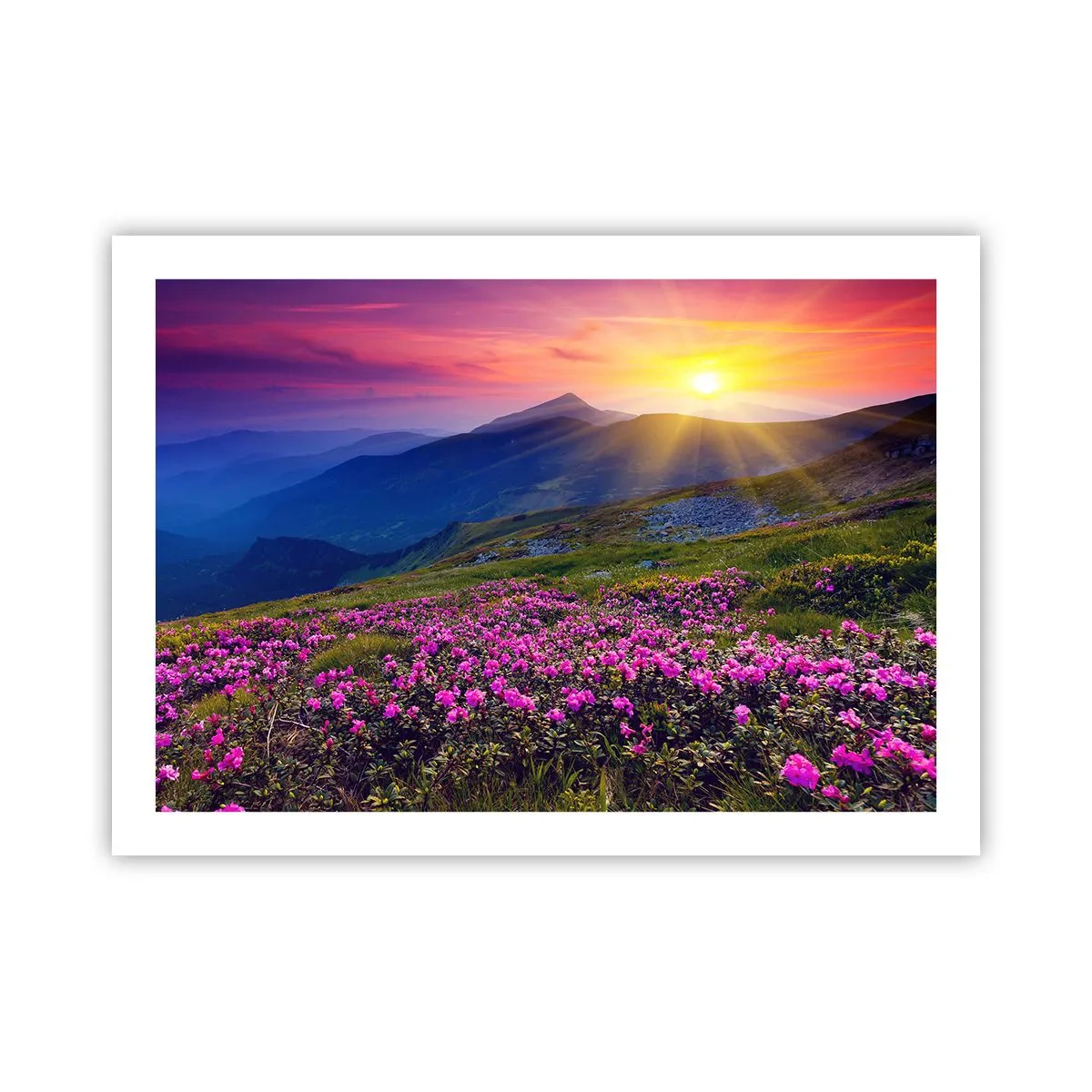 Plakat - … A dokoła pachnie kosodrzewina i wonieją zioła - 70x50 cm