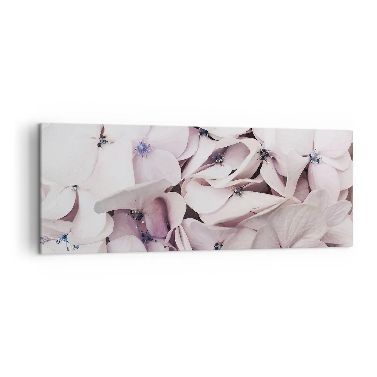 Obraz na płótnie - Delikatne białe hortensje w pastelowej tonacji - 140x50cm - W powodzi kwiatów - Nowoczesna dekoracja ścienna do salonu i sypialni ARTTOR