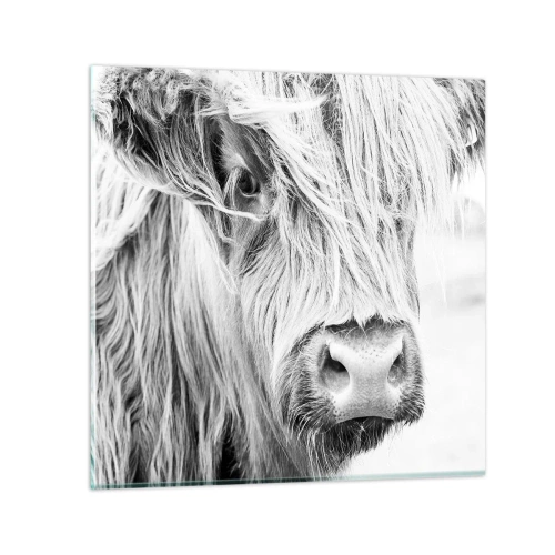 Obraz na szkle - Szkocka dzikość - 40x40 cm