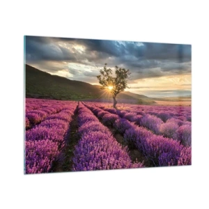Obraz na szkle - Pole lawendy z samotnym drzewem w promieniach zachodzącego słońca - 100x70cm - Aromat w kolorze lila - Nowoczesna dekoracja ścienna do salonu, kuchni i sypialni ARTTOR
