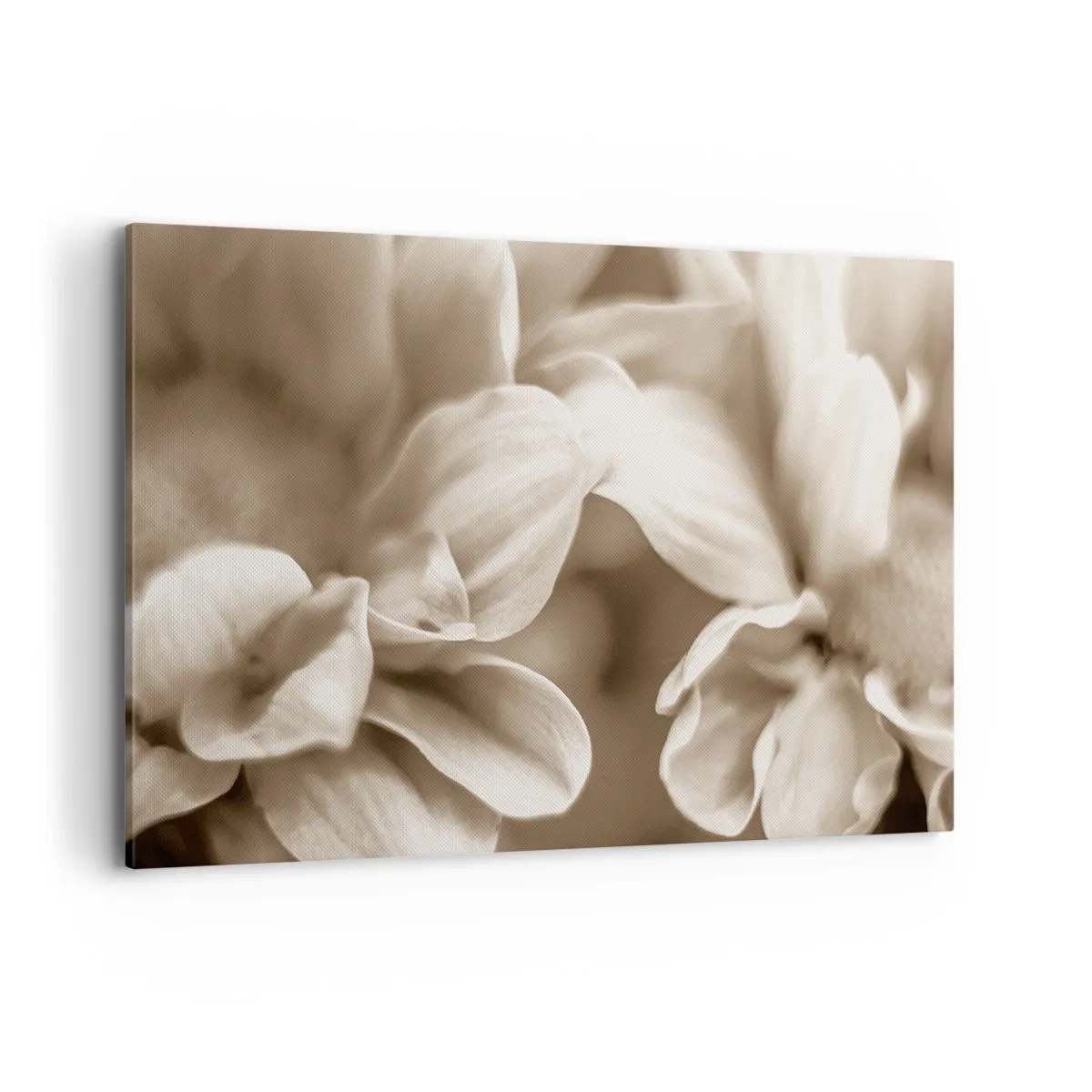 Obraz na płótnie - Zbliżenie kwiatów w delikatnej sepii o miękkich konturach - 120x80cm - Łagodne jak uśmiech - Nowoczesna dekoracja ścienna do salonu, kuchni i sypialni ARTTOR