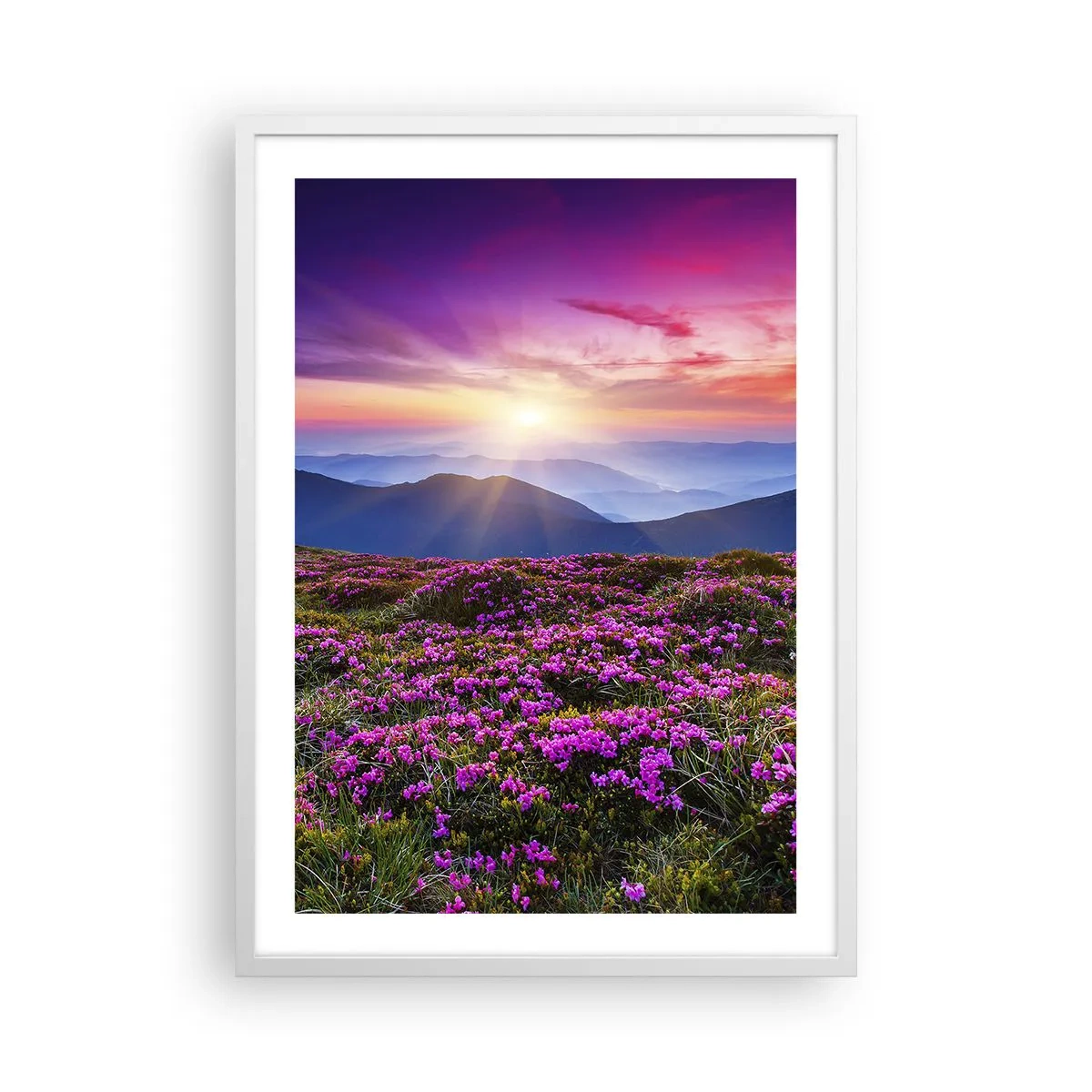 Plakat w białej ramie - Ziół zapachniały świeże pęki od niw - 50x70 cm