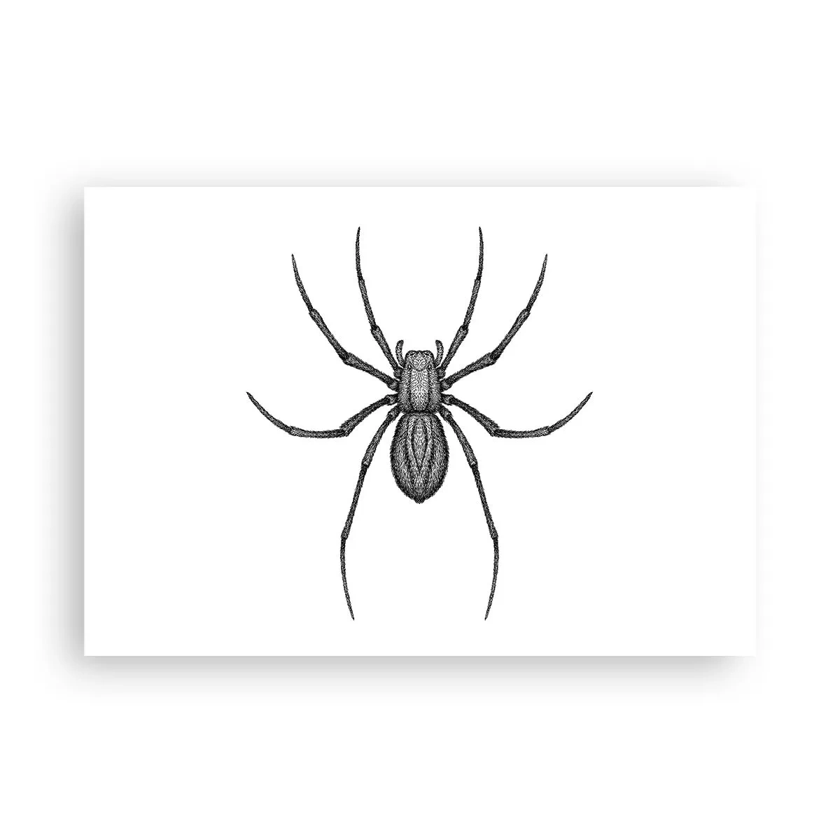 Plakat - Detale pająka na białym tle w stylu rysunkowym - 100x70cm - Niepokojąca precyzja - Nowoczesna dekoracja ścienna do salonu i sypialni ARTTOR