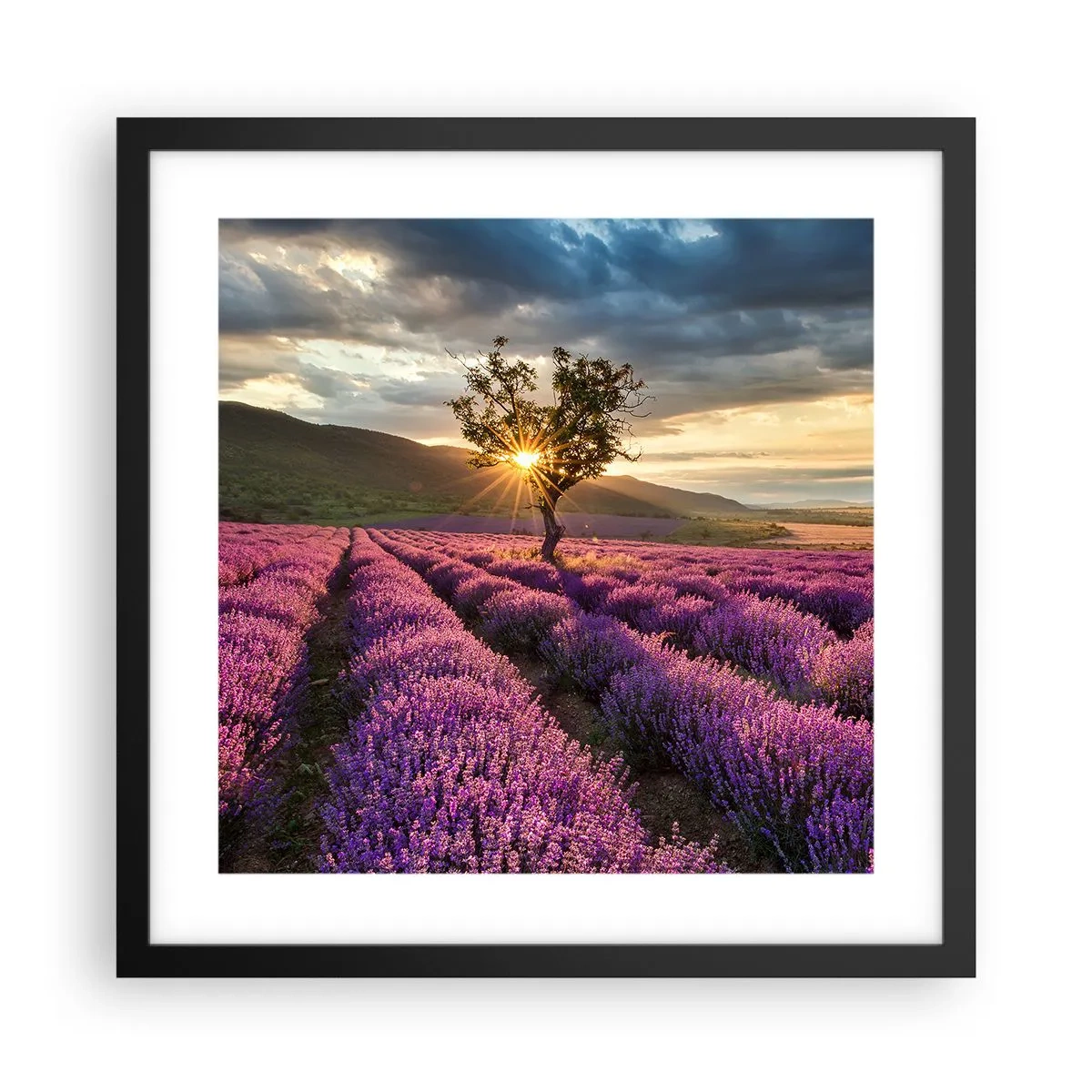Plakat w czarnej ramie - Aromat w kolorze lila - 40x40 cm