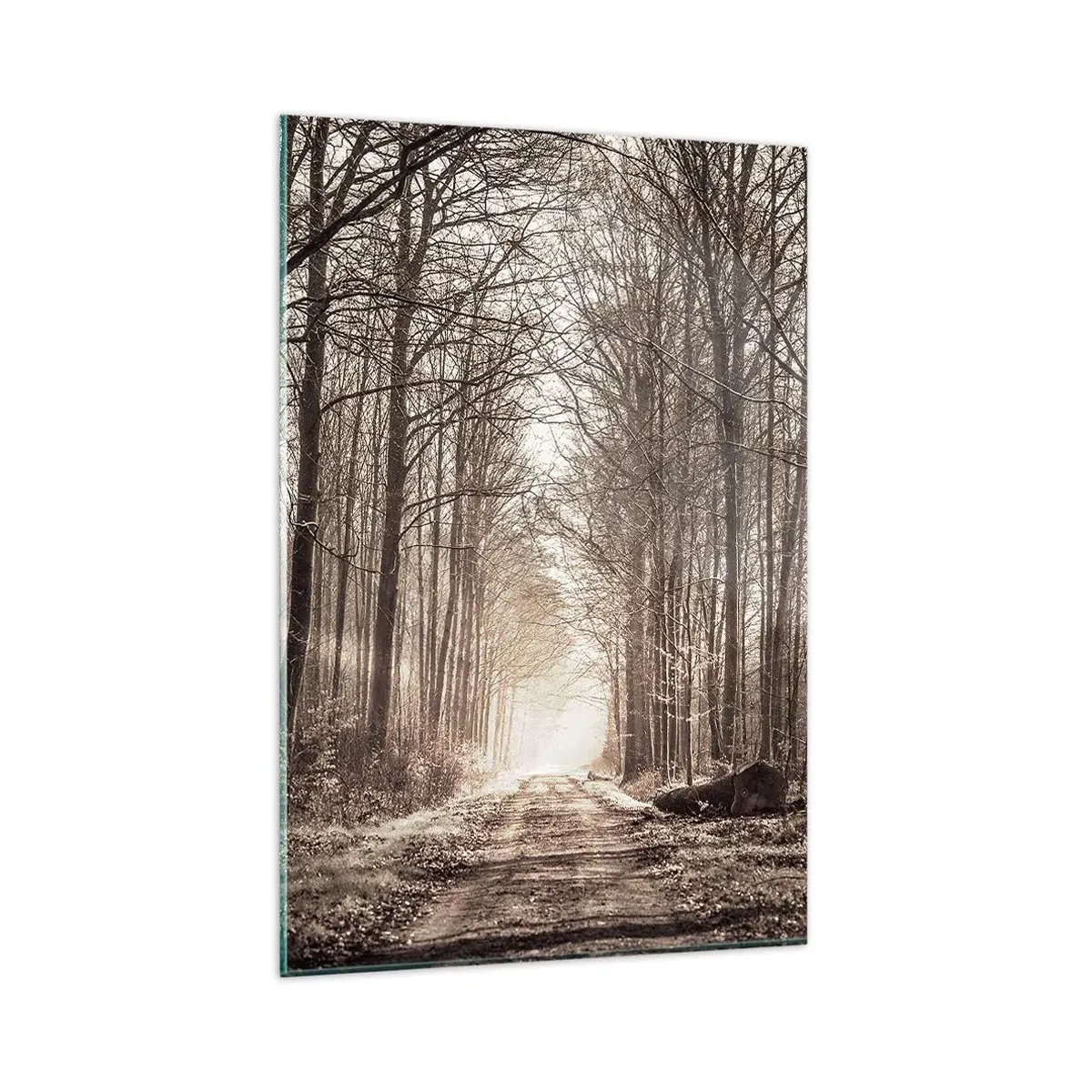 Obraz na szkle - Leśna ścieżka wśród drzew w odcieniach sepii - 80x120cm - Leśna katedra - Nowoczesna dekoracja ścienna do salonu i sypialni ARTTOR