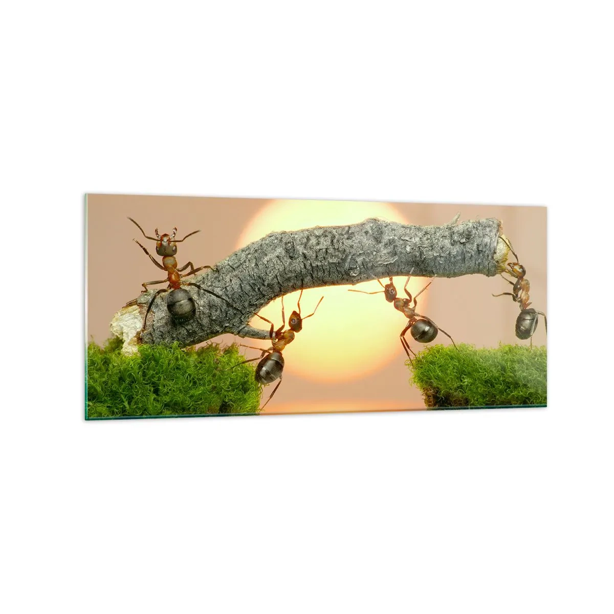 Obraz na szkle - Mrówki budujące most z gałęzi na tle zachodzącego słońca - 120x50cm - Radosna, wspólna praca - Nowoczesna dekoracja ścienna do salonu i sypialni ARTTOR