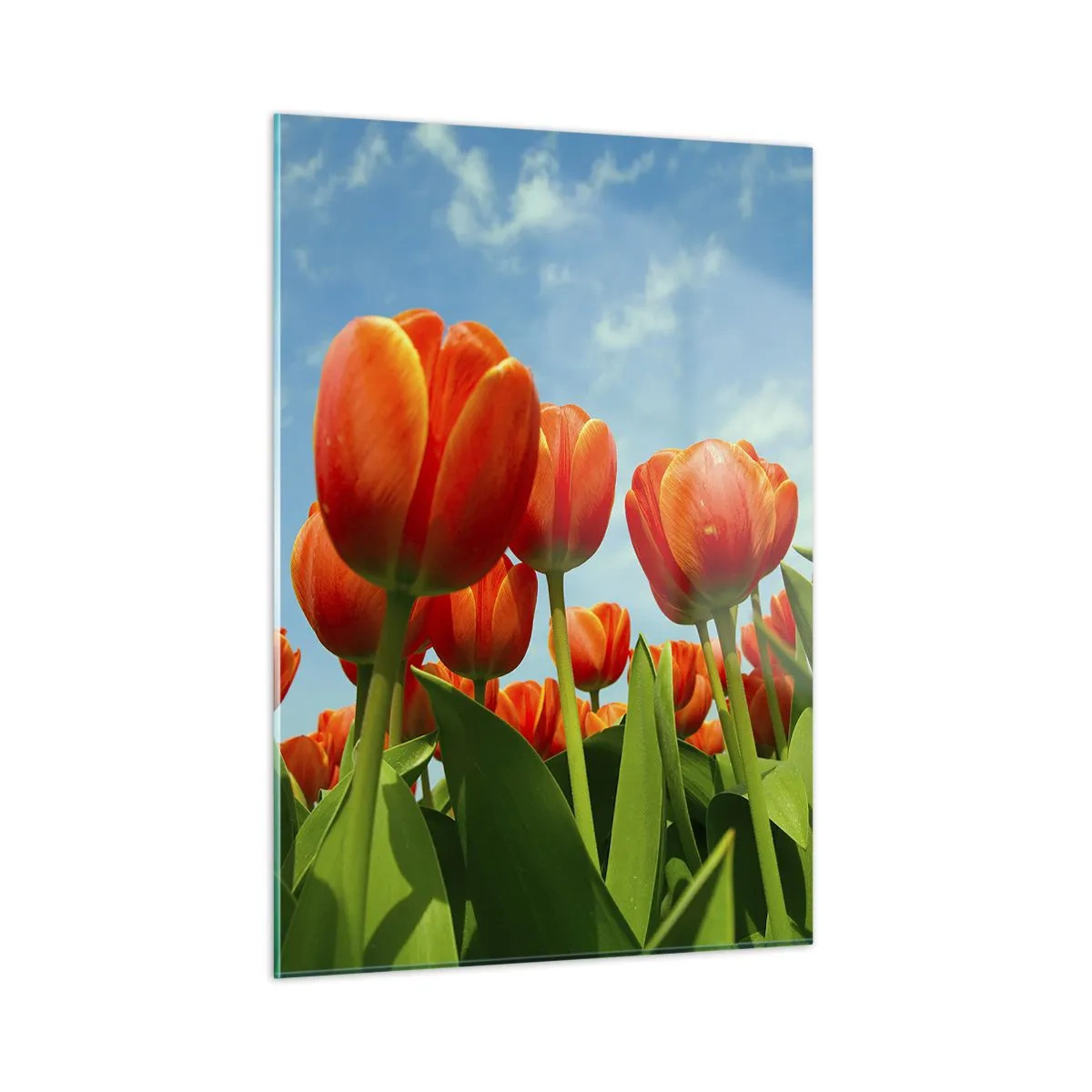 Obraz na szkle - Pole czerwonych tulipanów pod błękitnym niebem - 50x70cm - Oprócz błękitnego nieba nic im w życiu nie potrzeba - Nowoczesna dekoracja ścienna do salonu, kuchni i sypialni ARTTOR
