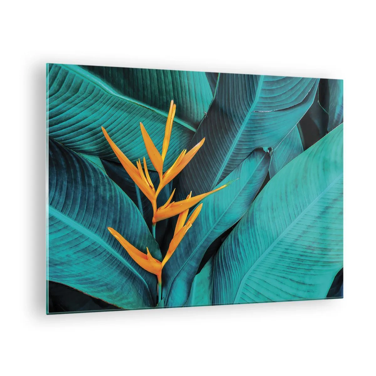 Obraz na szkle - Kwiat Edenu - 70x50 cm