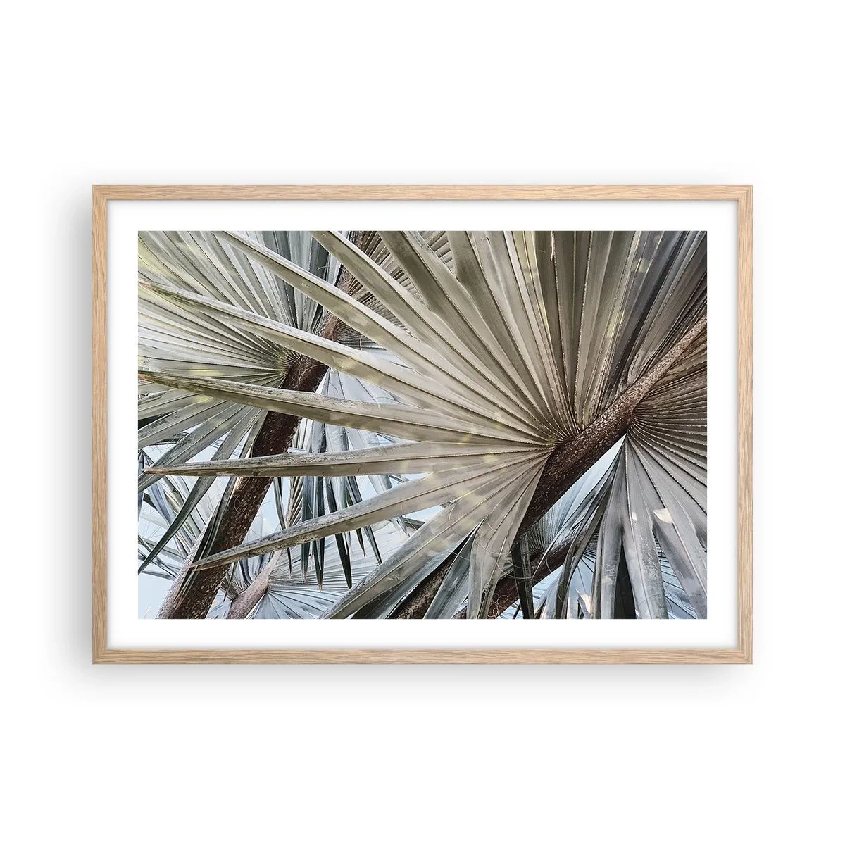 Plakat w ramie jasny dąb - Wachlarze w tropikach - 70x50 cm