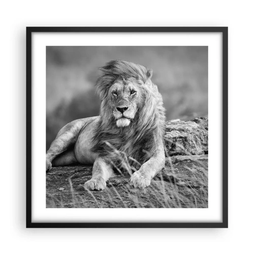 Plakat w czarnej ramie - Królewska sjesta - 50x50 cm