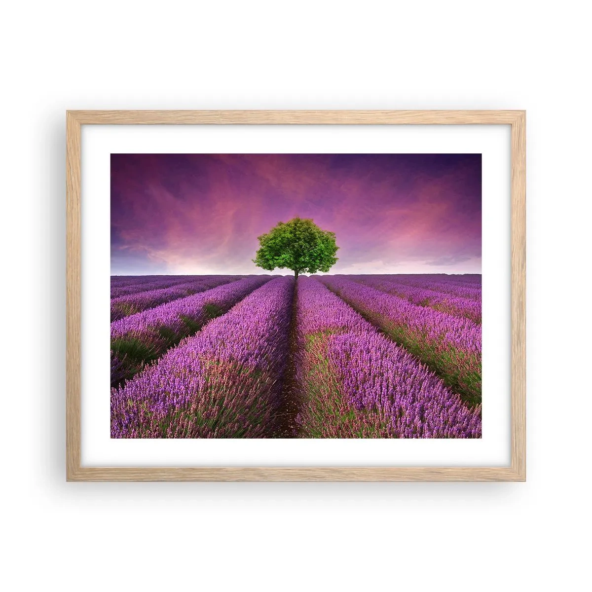 Plakat w ramie jasny dąb - Na lawendowych polach - 50x40 cm