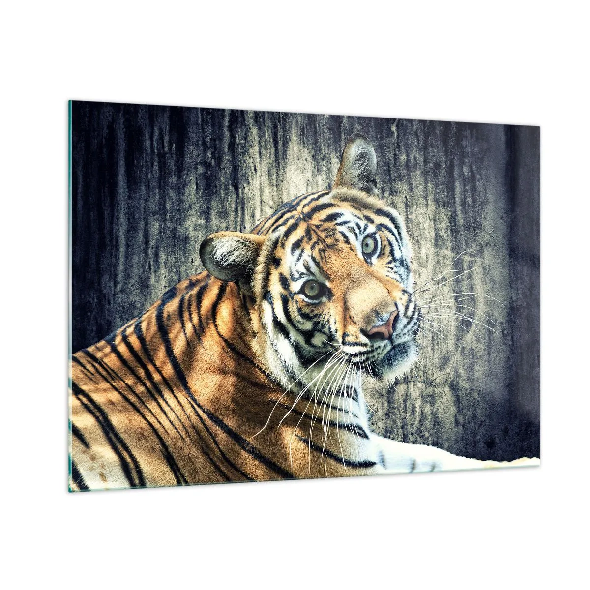 Obraz na szkle - Tygrys w naturalnej pozie na tle surowej ściany - 100x70cm - Portret w strugach światła - Nowoczesna dekoracja ścienna do salonu, kuchni i sypialni ARTTOR