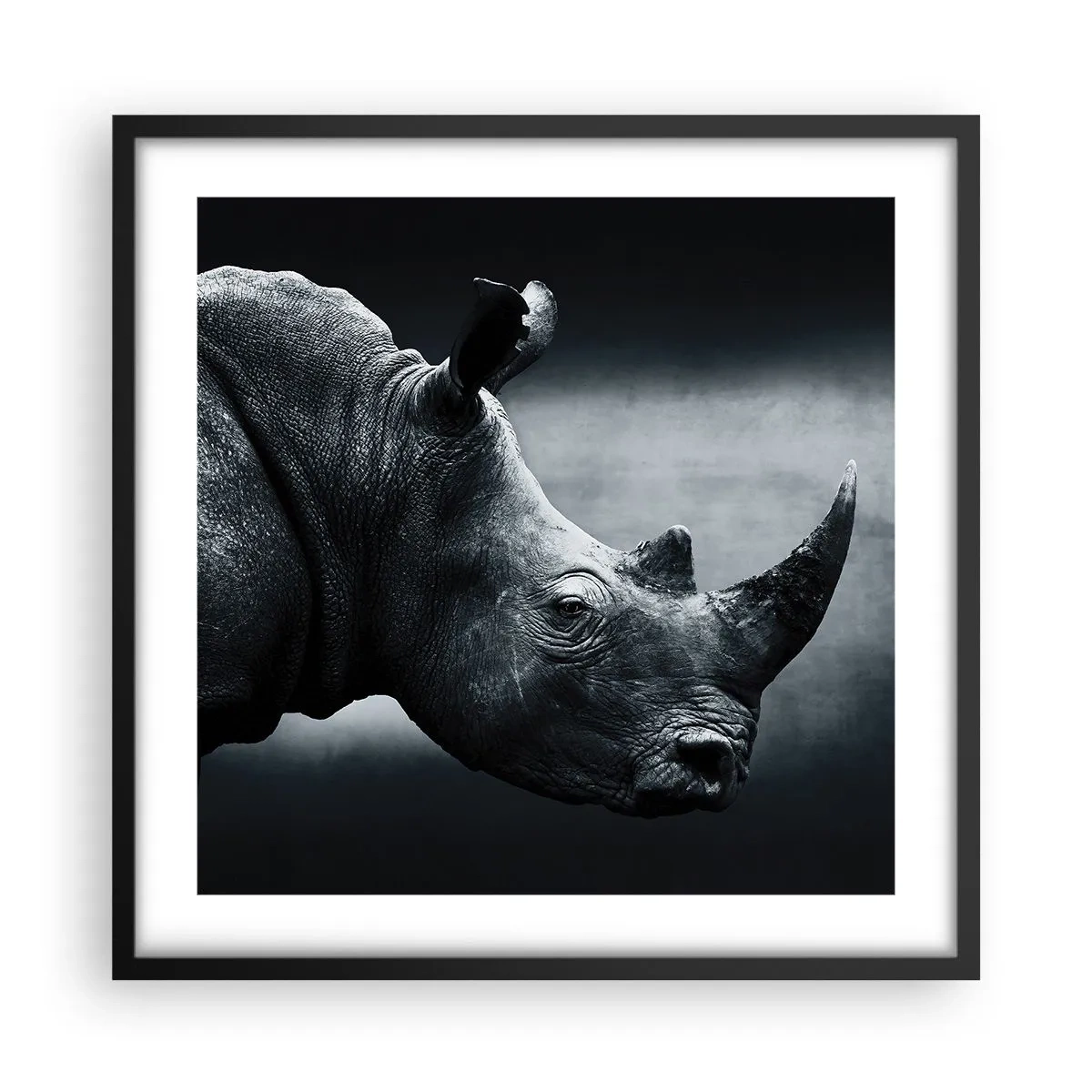 Plakat w czarnej ramie - Prawy profil - 50x50 cm