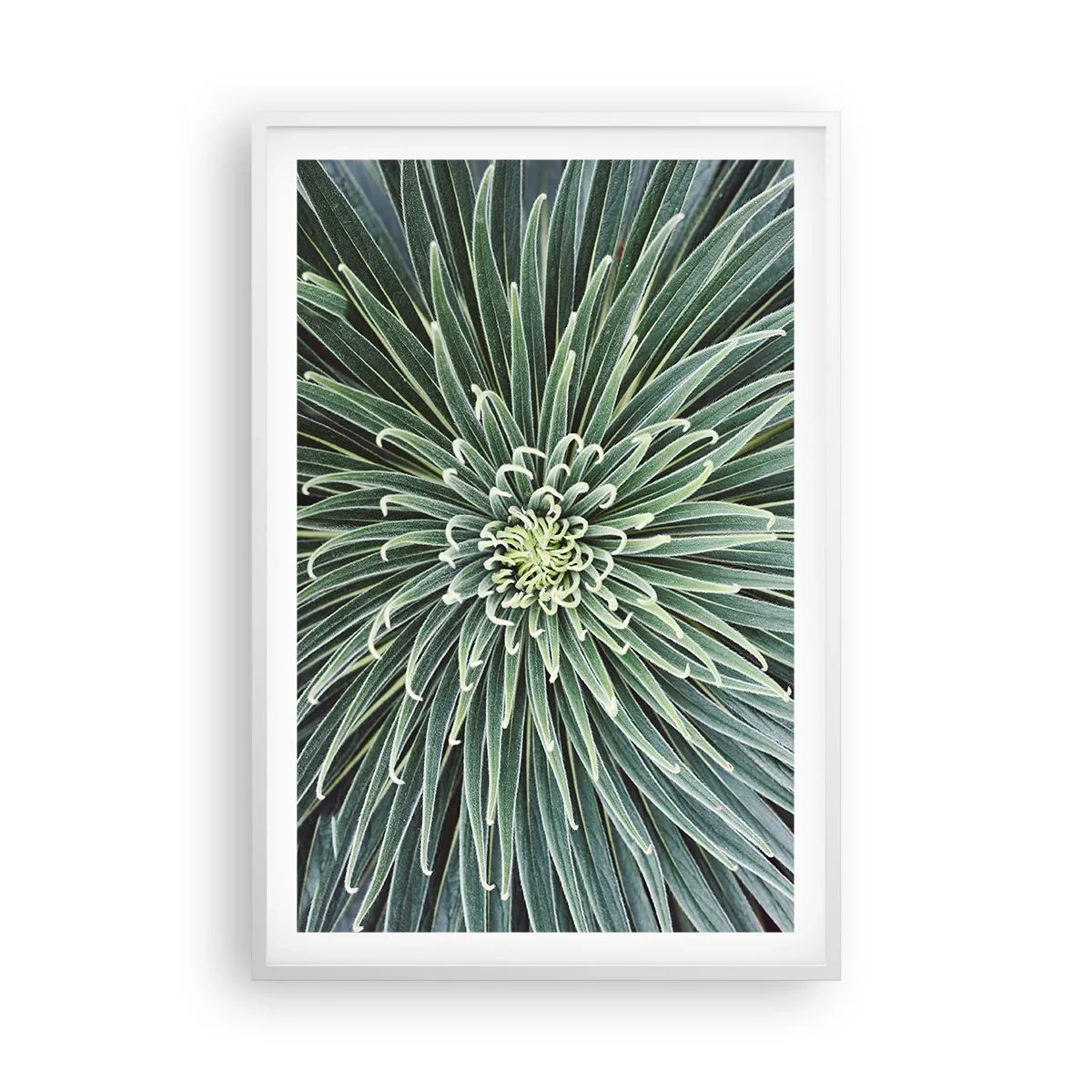 Plakat w białej ramie - Narodziny gwiazdy - 61x91 cm