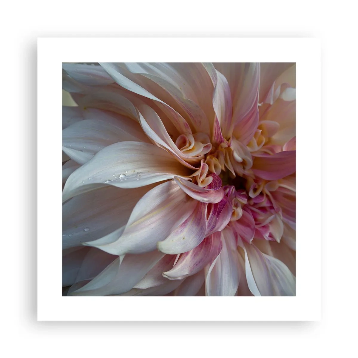 Plakat - Kwitnąca świeżość - 40x40 cm