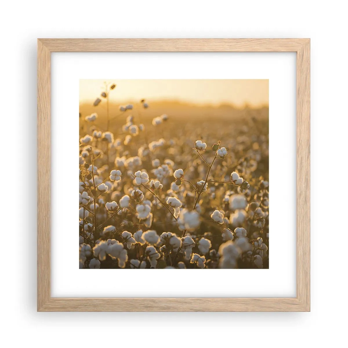 Plakat w ramie jasny dąb - Puszyste pole - 30x30 cm